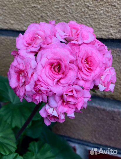 Пеларгония розебудная