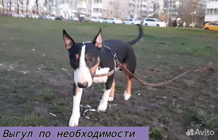 Зооняня на время отъезда хозяев + отчёты