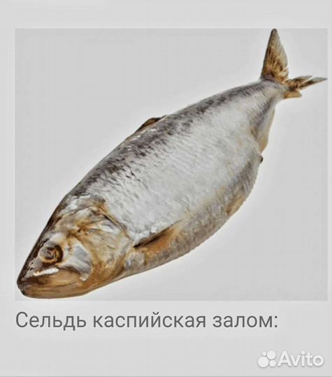 Сельдь Залом с/с 700+. Филе сельди