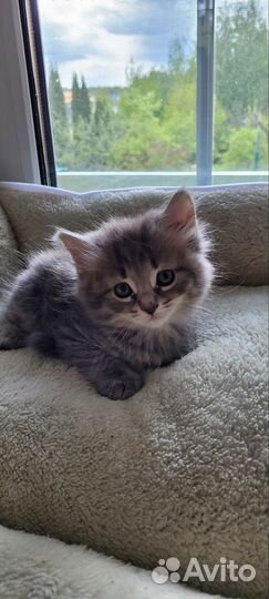 Котята