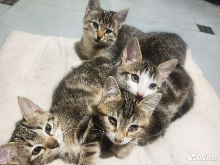 Котята метизы