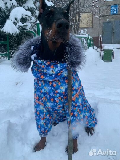 Пошив одежды для собак