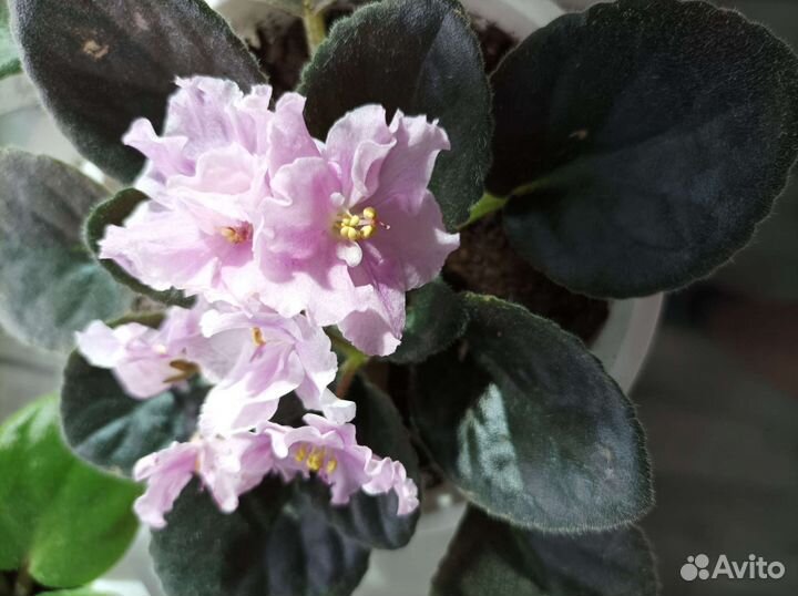 Сортовые фиалки в горшках