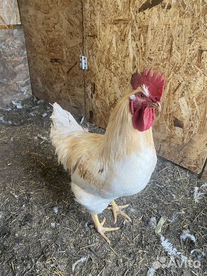 Продам петухов