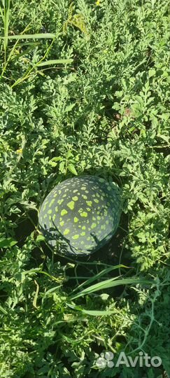 Тыква матильда