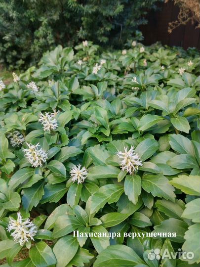 Многолетники в горшках для тенистых мест