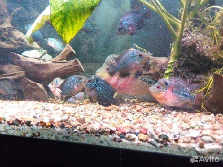 Фловер хорны