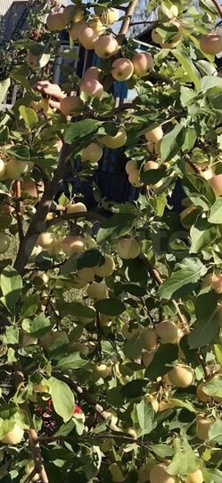 Дача 30 м² на участке 5 сот.