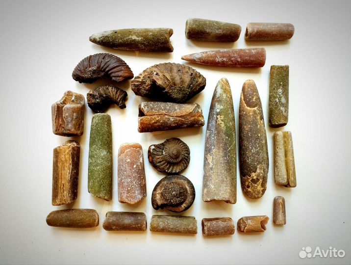 Окаменелости аммониты, белемниты