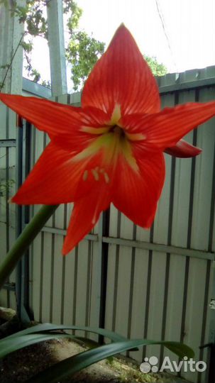 Гиппеаструм - комнатная лилия