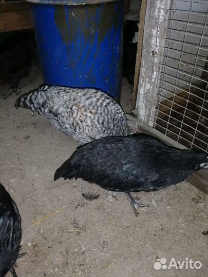 Петушки молодые