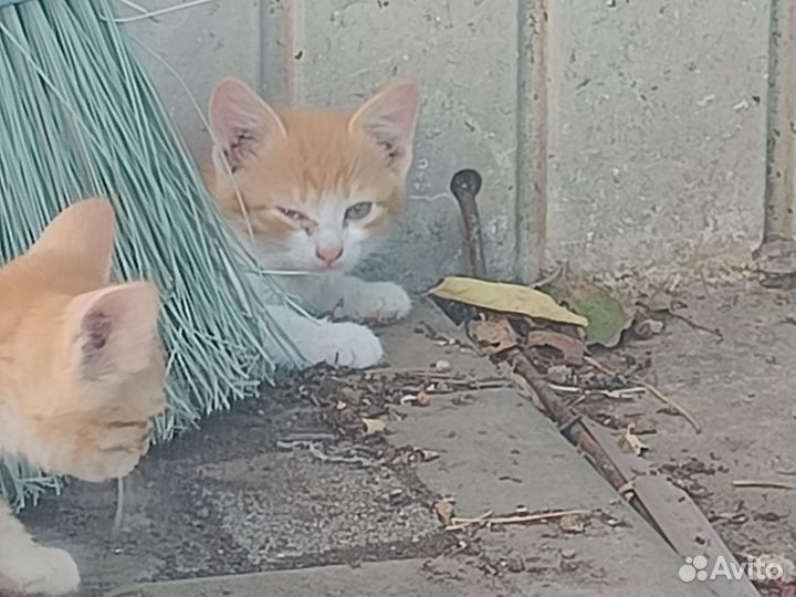 Котята в добрые руки бесплатно