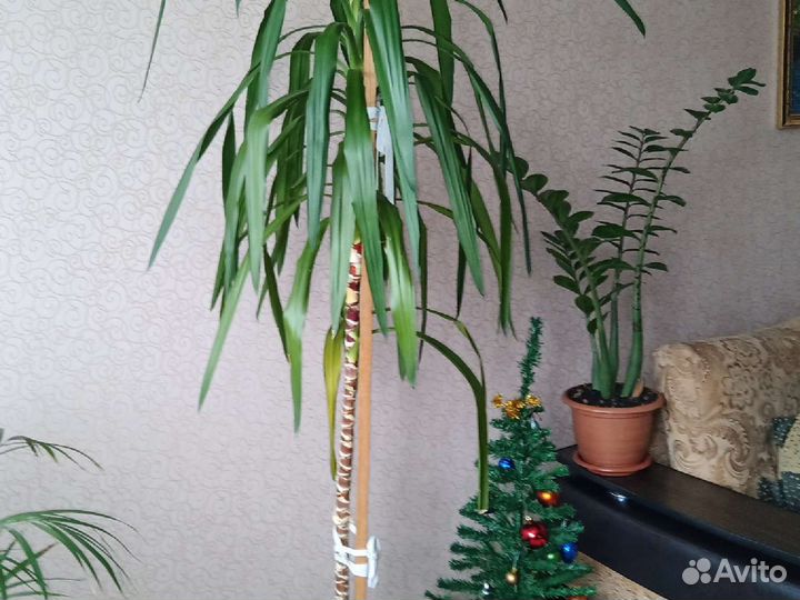 Продам юкку