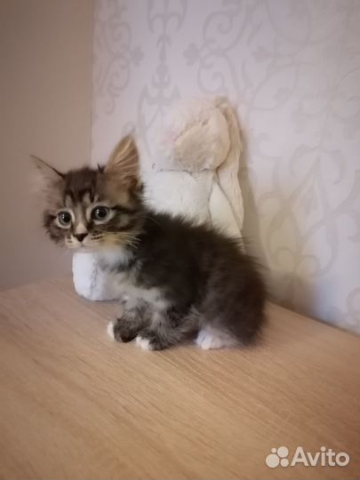 Котенок курильского бобтейла