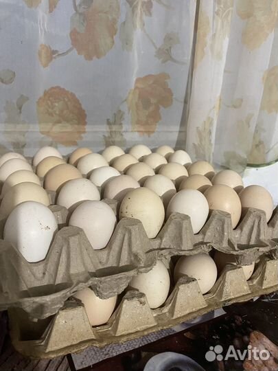 Домашние куриные яйца