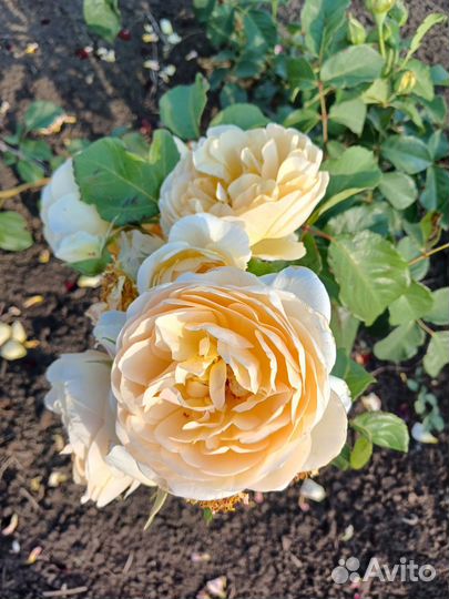 Саженцы роз оптом