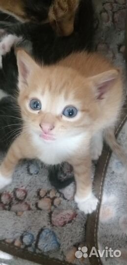 Котята