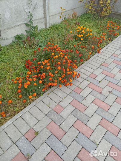Цветы