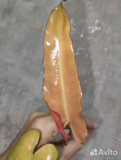 Филодендрон билли минт/серо-голубой