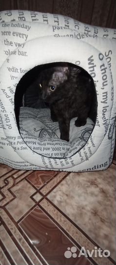 Отдам в добрые руки