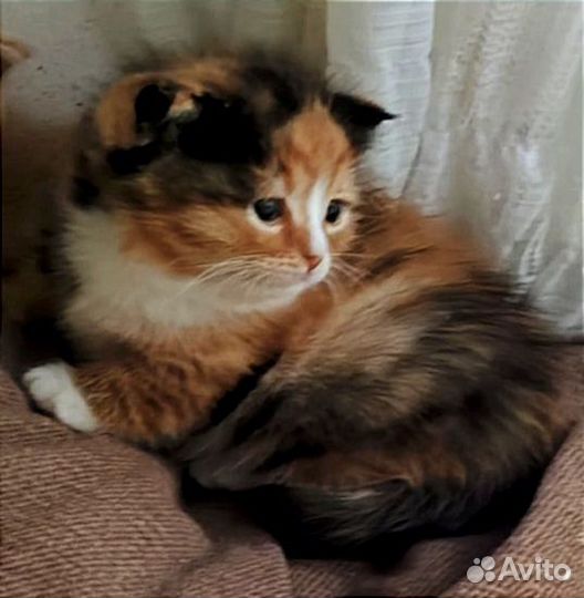 Кошка