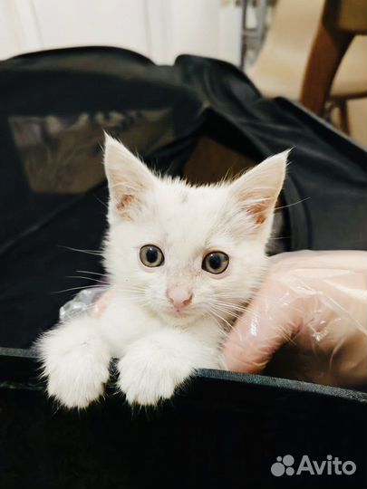 Котенок малышка Бусинка