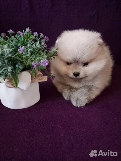 Померанский шпиц