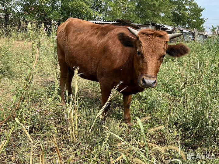 Телка 1,2месяца