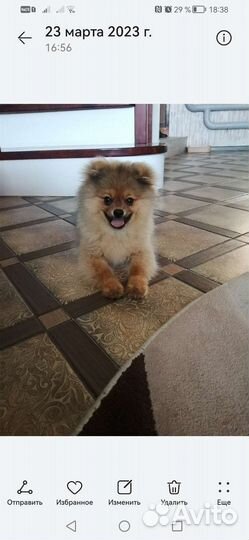 Померанский шпиц девочка