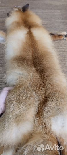 Мех рыжей лисы