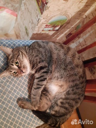 Котик Тиша ищем дом