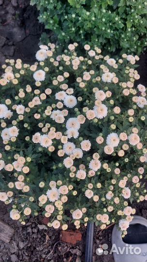 Хризантемы мультифлора