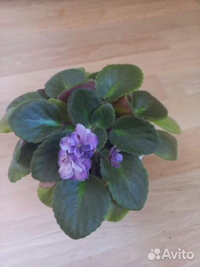 Фиалки сортовые