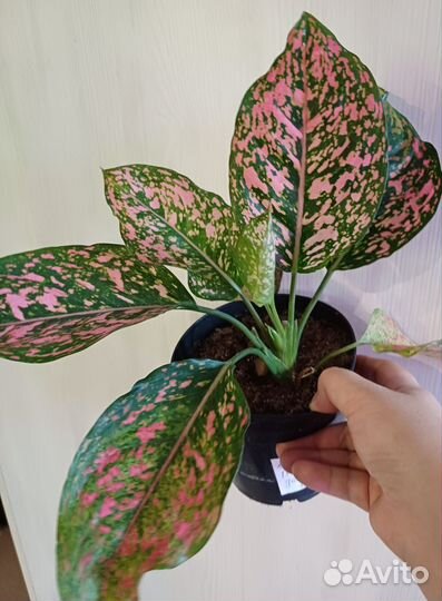 Сортовые аглаонемы