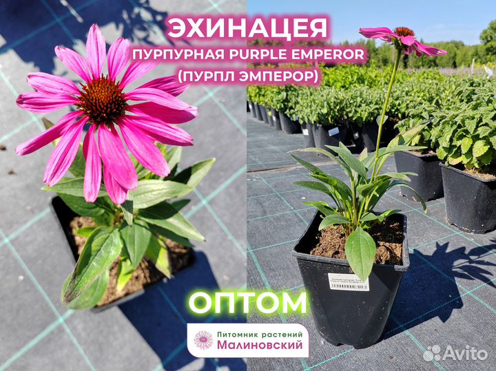 Эхинацея Коллекция Опт Питомник
