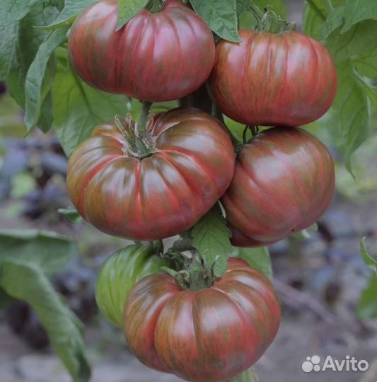 Томат Амурский Тигр, Бычье Сердце, Боярин