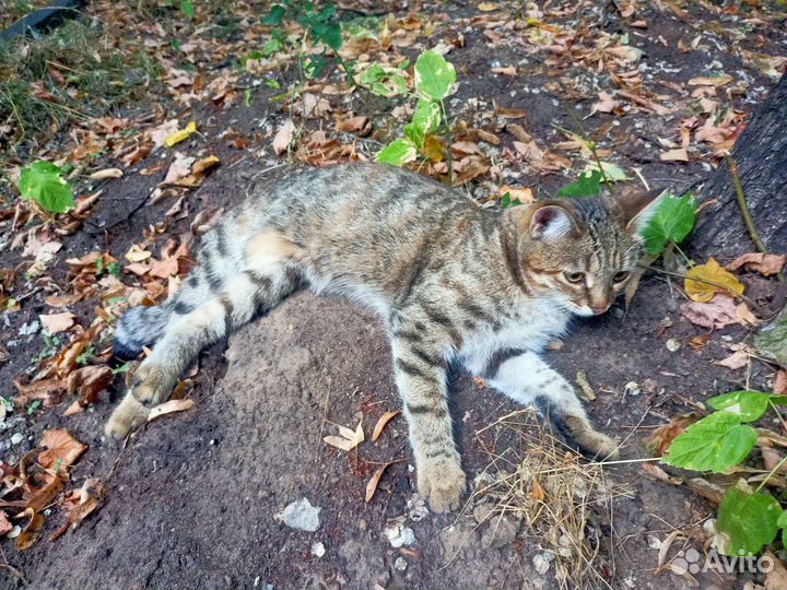 Ищем дом для молодой кошки