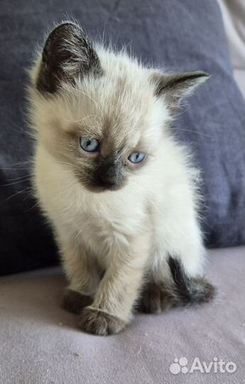 Красивые котята