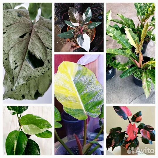 Сортовые филодендроны и сингониумы