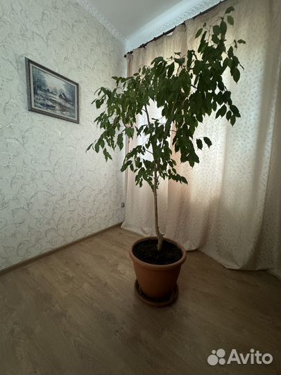 Фикус