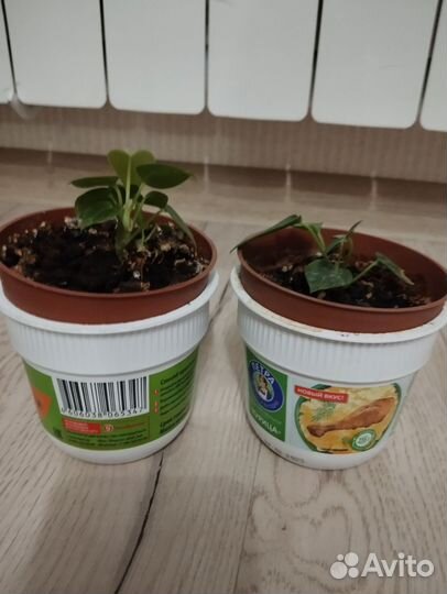 Антуриум и спатифиллум