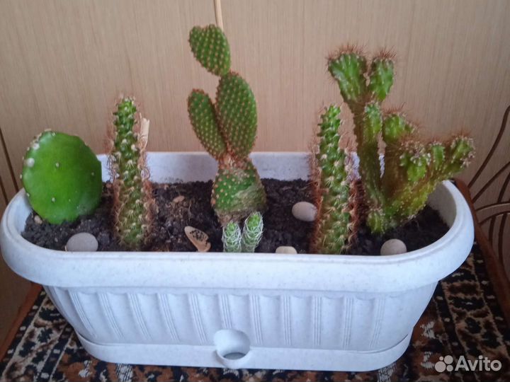 Кактусы