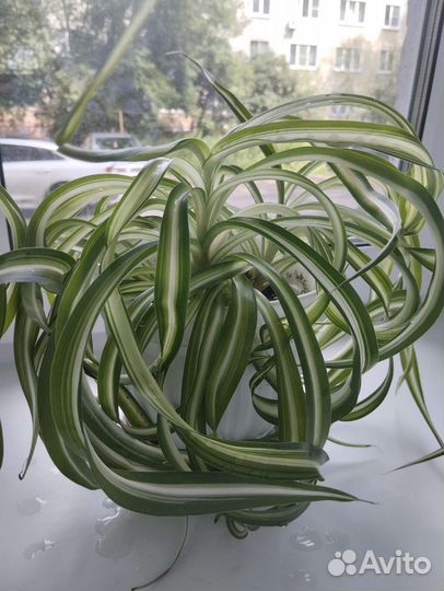 Хлорофитум кудрявый