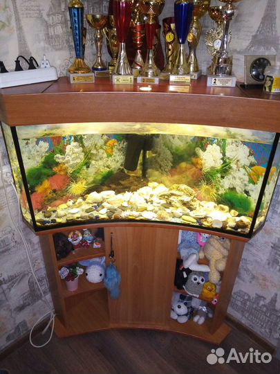 Аквариум100л, тумба. Продаю с сомом. Торг