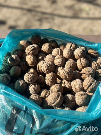 Орех грецкий