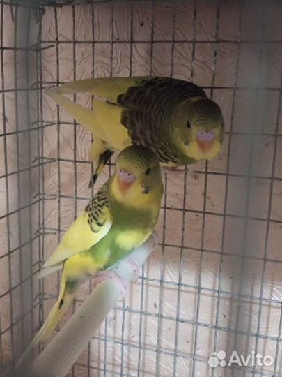 Птенцы волнистый попугай