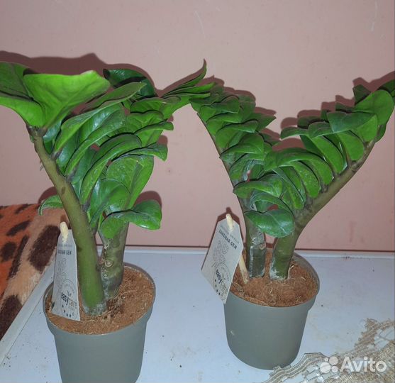 Замиокулькас Зензи