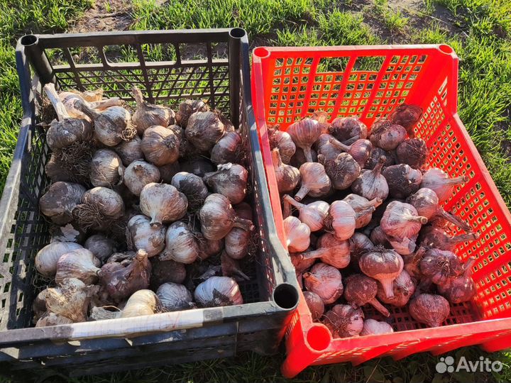 Продам чеснок