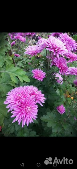 Хризантема (дубки)