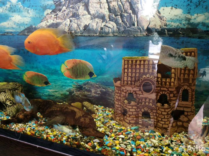 Аквариум